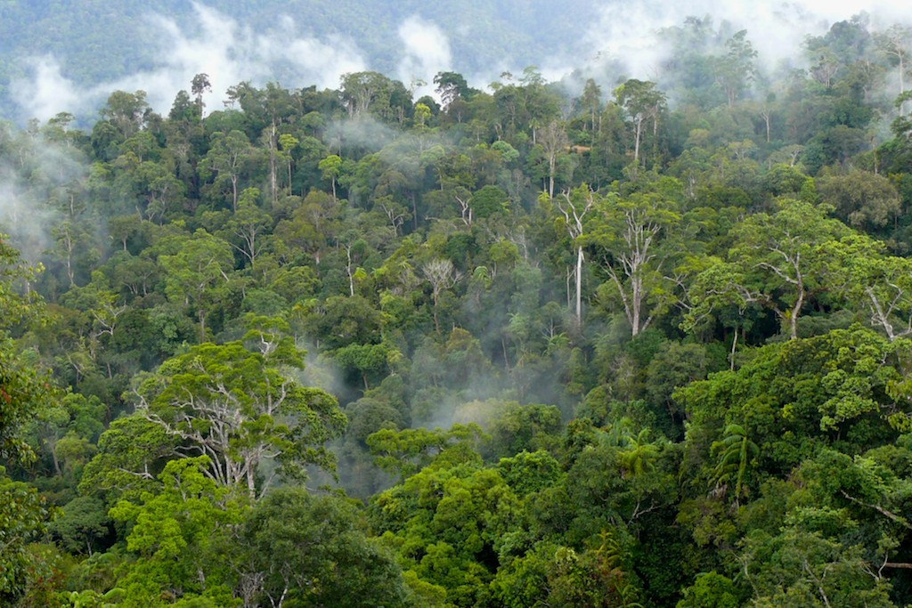 Menjelajahi Keajaiban Hutan Hujan Kalimantan: Keberagaman Hayati dan Pentingnya Pelestariannya